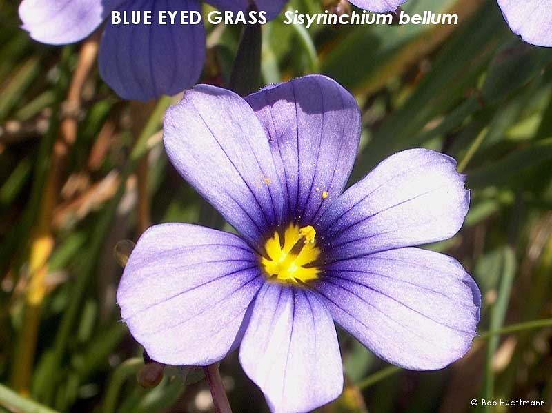 Blue Eyed Grass 