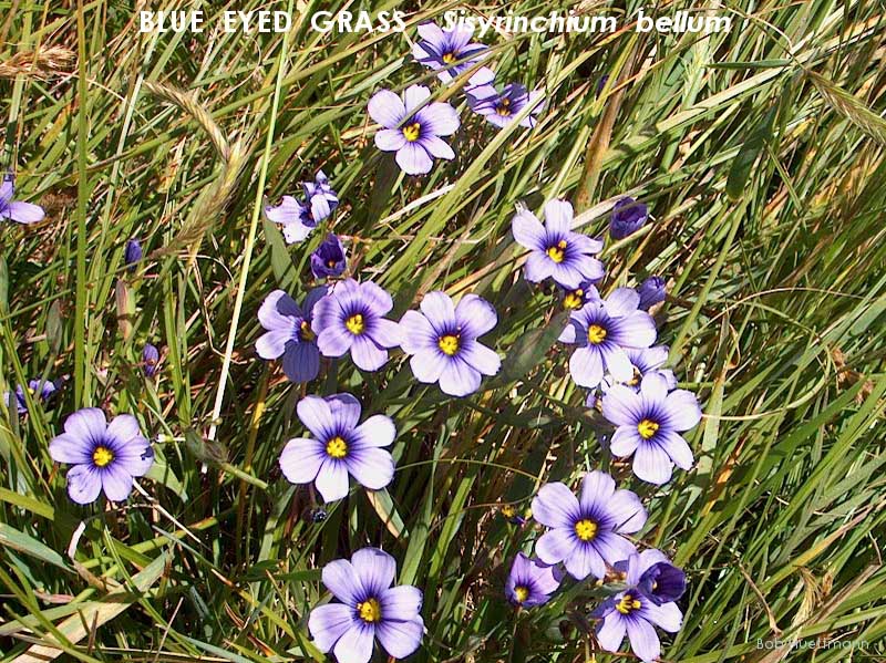 Blue Eyed Grass 2 
