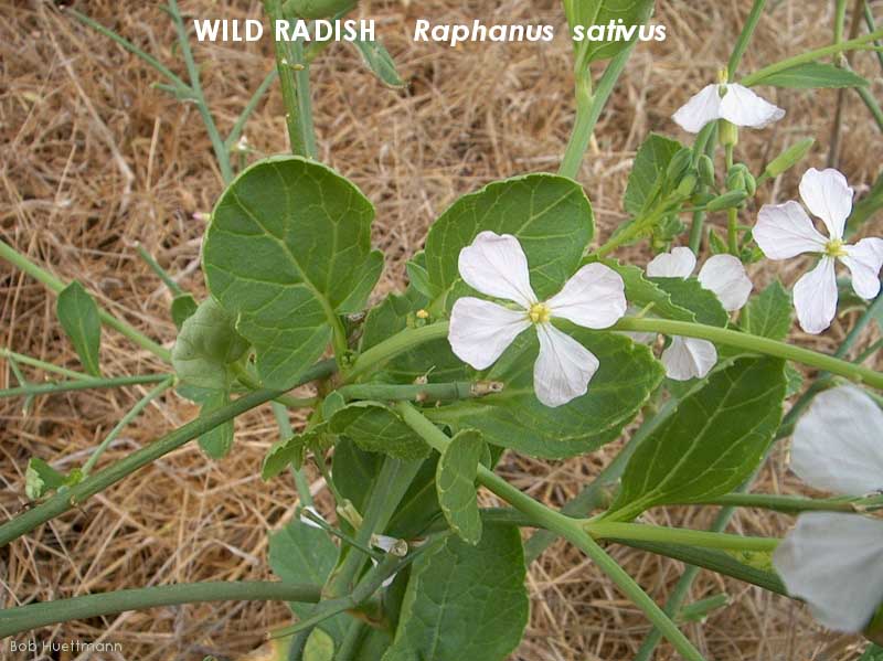 Wild Radish, White 