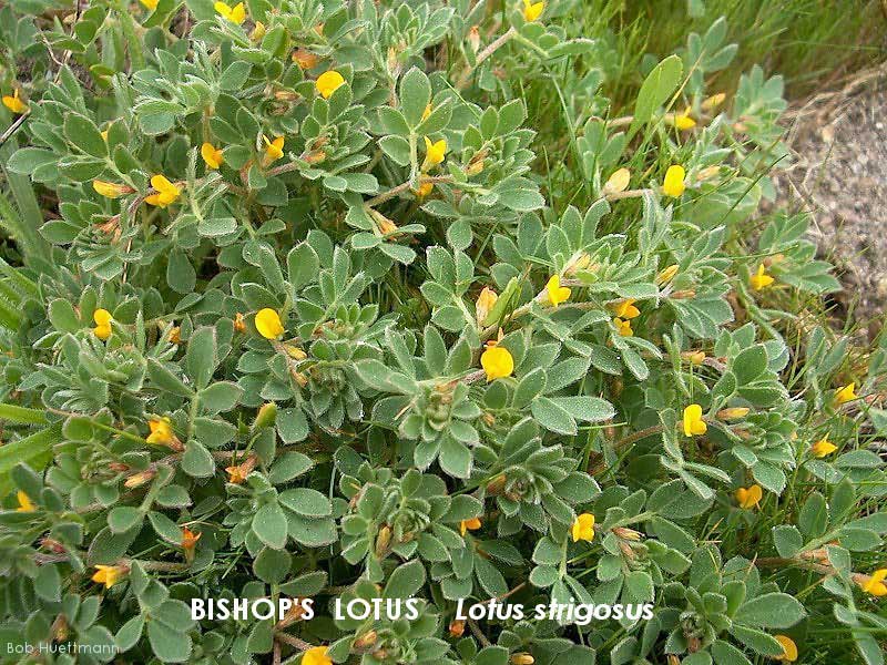 Bishop's Lotus 2 
