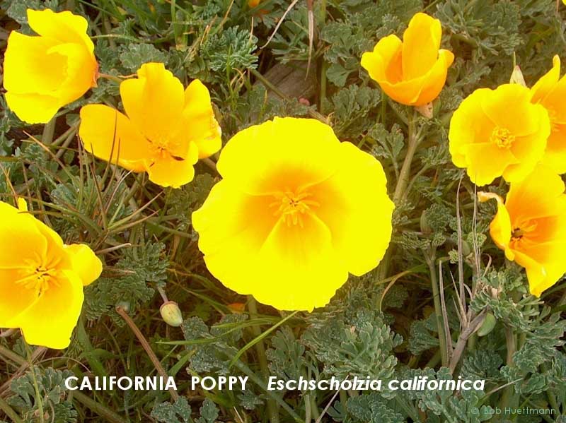 California Poppy 