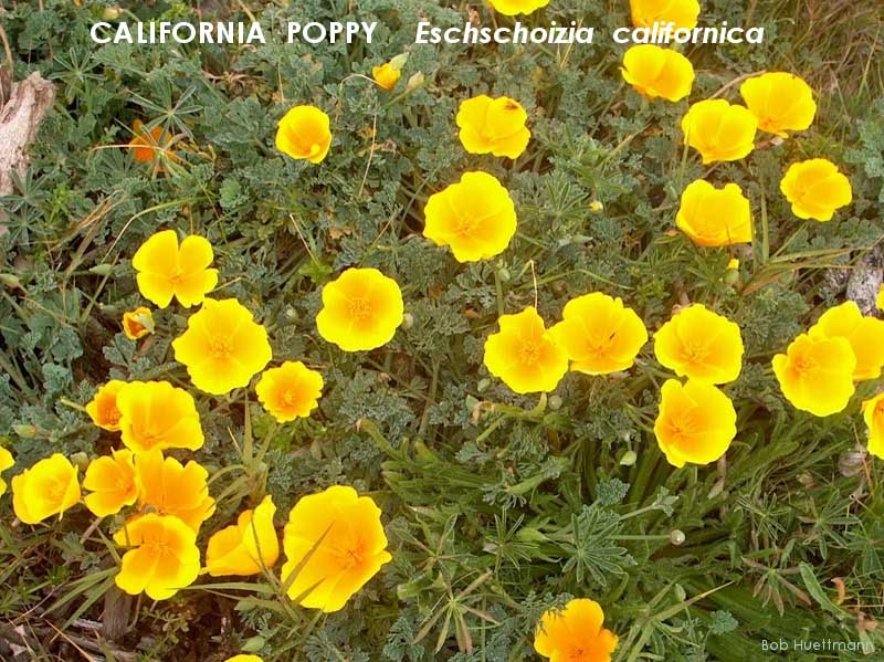 California Poppy 2 